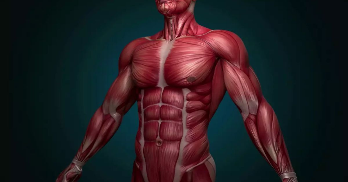 Upper Body Muscles