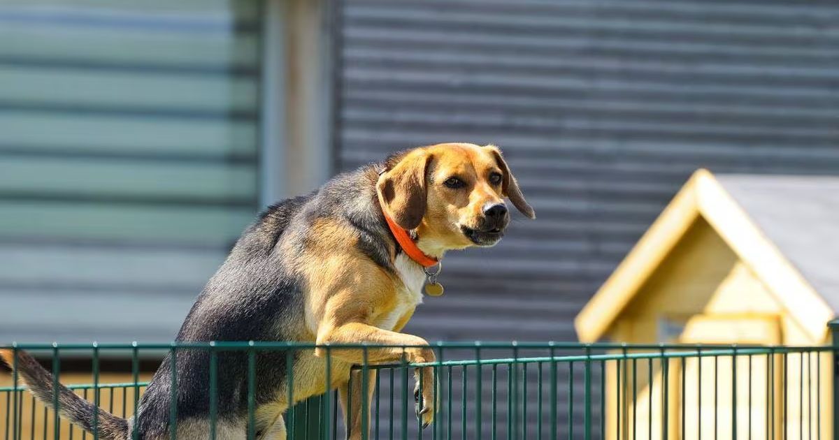 How To Stop A Dog From Climbing A Fence?