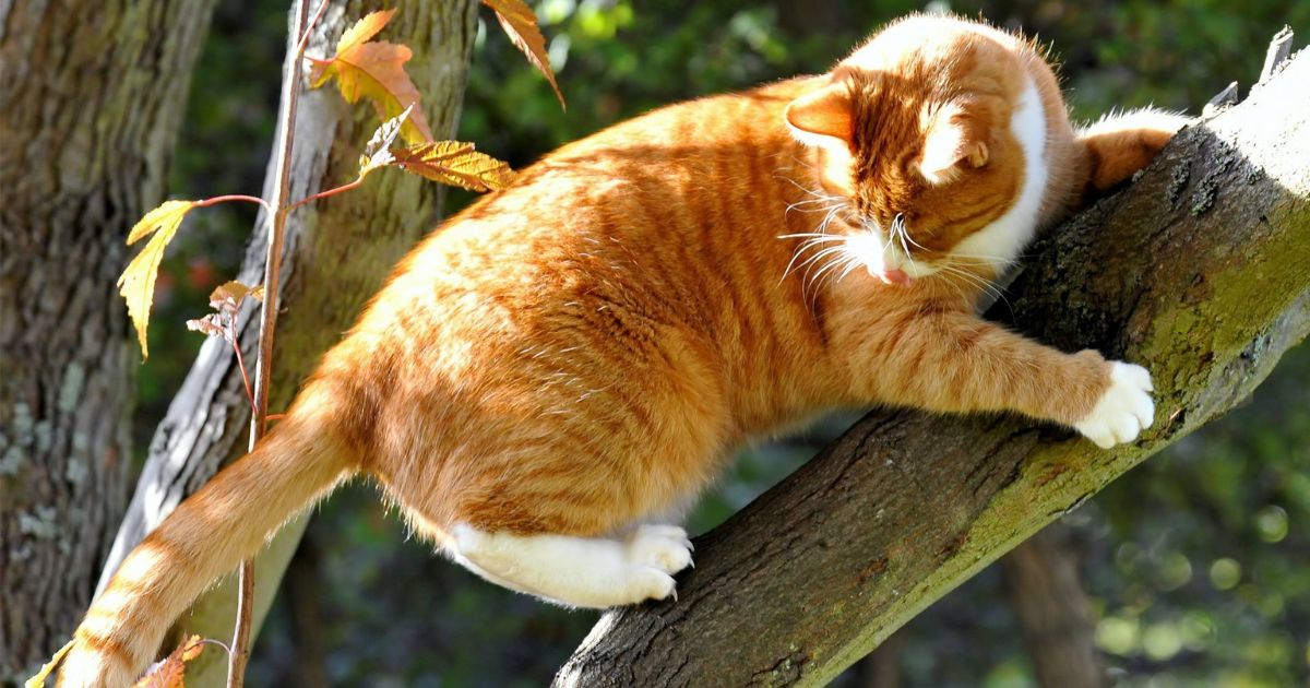 Instinctual Behavior in Cats: The Tree-Climbing Connection