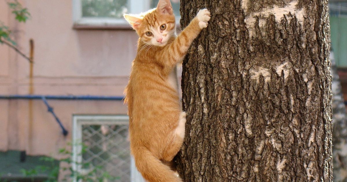 Solving the Puzzle: Tips for Cat Owners Dealing with Excessive Tree-Climbing Behavior